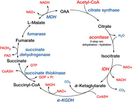 Alrighty, round two of sugar metabolism: the Citric Acid Cycle, 